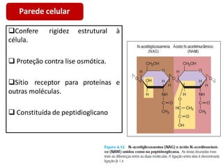 estrutural à
Confere rigidez
célula.
 Proteção contra lise osmótica.
Sítio receptor para proteínas e
outras moléculas.
 Constituída de peptidioglicano
Parede celular
 