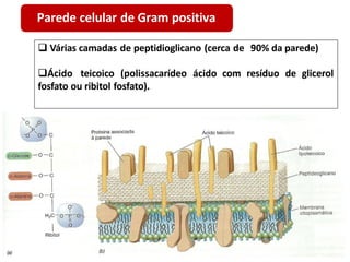  Várias camadas de peptidioglicano (cerca de 90% da parede)
Ácido teicoico (polissacarídeo ácido com resíduo de glicerol
fosfato ou ribitol fosfato).
Parede celular de Gram positiva
 