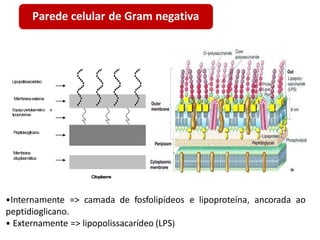 •Internamente => camada de fosfolipídeos e lipoproteína, ancorada ao
peptidioglicano.
• Externamente => lipopolissacarídeo (LPS)
Parede celular de Gram negativa
Membrana
citoplasmática
Lipopolissacarideo
Membranaexterna
Espaçoperiplasmático e
lipoproteínas
Peptideoglicano
Citoplasma
 
