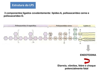 3 componentes ligados covalentemente: lipídeo A, polissacarídeo cerne e
polissacarídeo O.
ENDOTOXINA
Diarreia, vômitos, febre e choque
potencialmente fatal
Estrutura do LPS
 