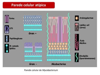 Parede celular atípica
Porina Arabnogalactose
Lipídios acil
LPS (ceras)
Gram +
Peptídeoglicano
Ácido
Micólico
Bi-camada
lipídica
Glicolipídio
(lipoarabnomanana)
Gram - Micobacterias
Gram - Micobacterias
Parede celular de Mycobacterium
Bi-camada
lipídica
Gram +
Peptídeoglicano
LPS
Porina
Ácido
Micólico
Arabnogalactose
Glicolipídio
(lipoarabnomanana)
Lipídios acil
(ceras)
 