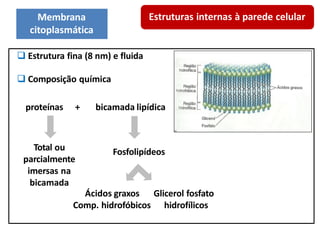 Fosfolipídeos
Ácidos graxos Glicerol fosfato
Comp. hidrofóbicos hidrofílicos
 Estrutura fina (8 nm) e fluida
 Composição química
proteínas + bicamada lipídica
Total ou
parcialmente
imersas na
bicamada
Estruturas internas à parede celular
Membrana
citoplasmática
 