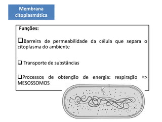 Funções:
Barreira de permeabilidade da célula que separa o
citoplasma do ambiente
de energia: respiração =>
 Transporte de substâncias
Processos de obtenção
MESOSSOMOS
Membrana
citoplasmática
 