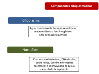 Citoplasma
Componentes citoplasmáticos
Nucleóide
Água, compostos de baixo peso molecular,
macromoléculas, íons inorgânicos.
Sítio de reações químicas
Cromossomo bacteriano, DNA circular,
dupla hélice, contém informações
necessárias à sobrevivência da célula,
capacidade de replicação
 