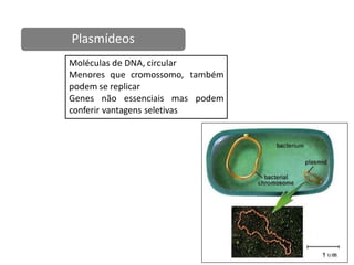 Plasmídeos
Moléculas de DNA, circular
Menores que cromossomo, também
podem se replicar
Genes não essenciais mas podem
conferir vantagens seletivas
 