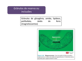 Grânulos de reserva ou
inclusões
Grânulos de glicogênio, amido, lipídeos,
polifosfato, óxido de ferro
(magnetossomos)
 