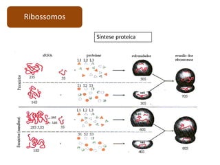 Ribossomos
Síntese proteica
 
