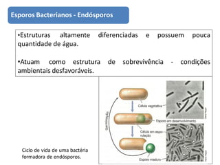 •Estruturas altamente diferenciadas e possuem pouca
quantidade de água.
•Atuam como estrutura de sobrevivência - condições
ambientais desfavoráveis.
Ciclo de vida de uma bactéria
formadora de endósporos.
Esporos Bacterianos - Endósporos
 