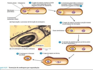 AULA 01 - INTRODUÇÃO A MICRORGANISMOS.pdf