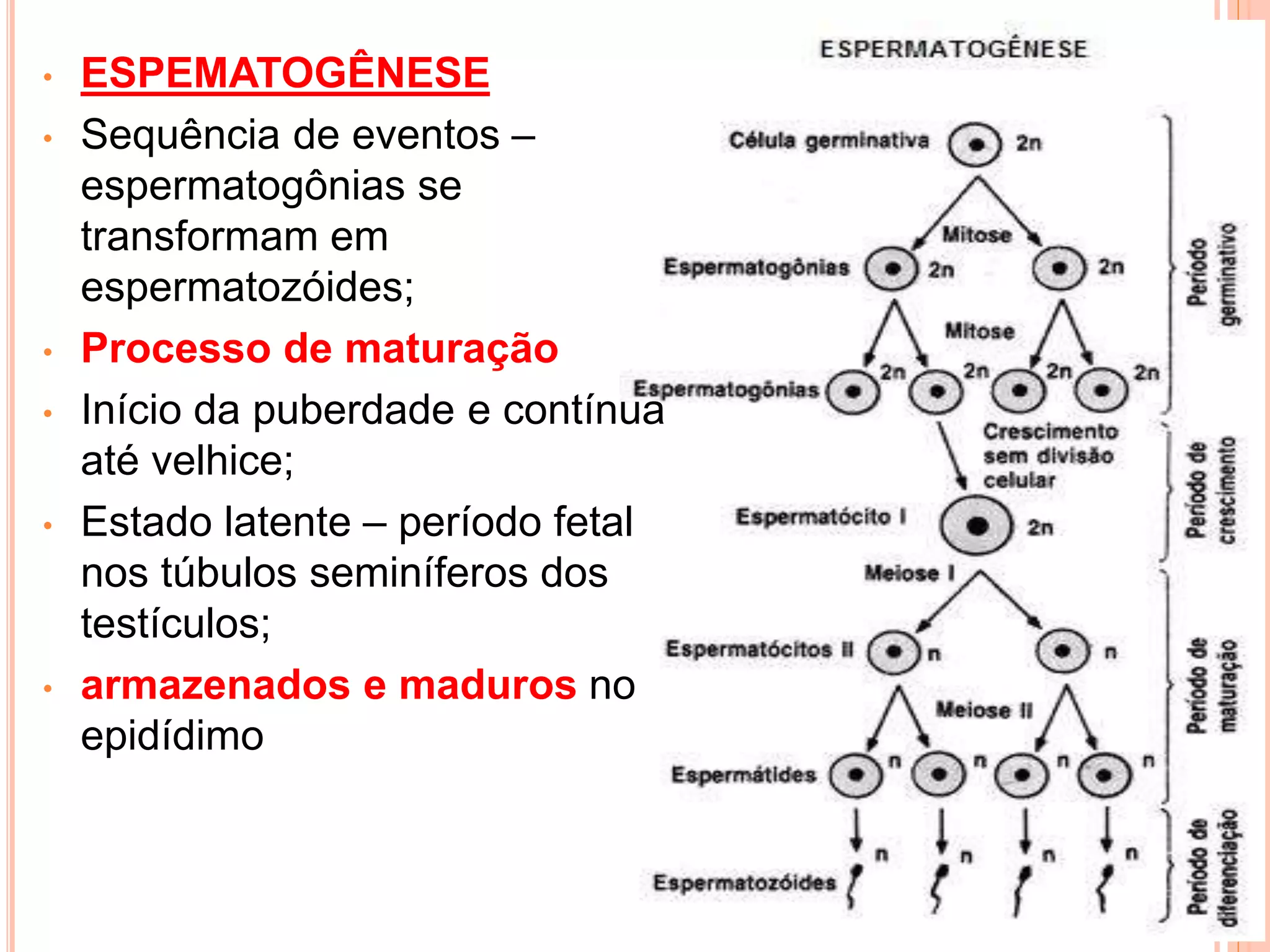• ESPEMATOGÊNESE
• Sequência de eventos –
espermatogônias se
transformam em
espermatozóides;
• Processo de maturação
• Início da puberdade e contínua
até velhice;
• Estado latente – período fetal
nos túbulos seminíferos dos
testículos;
• armazenados e maduros no
epidídimo
 