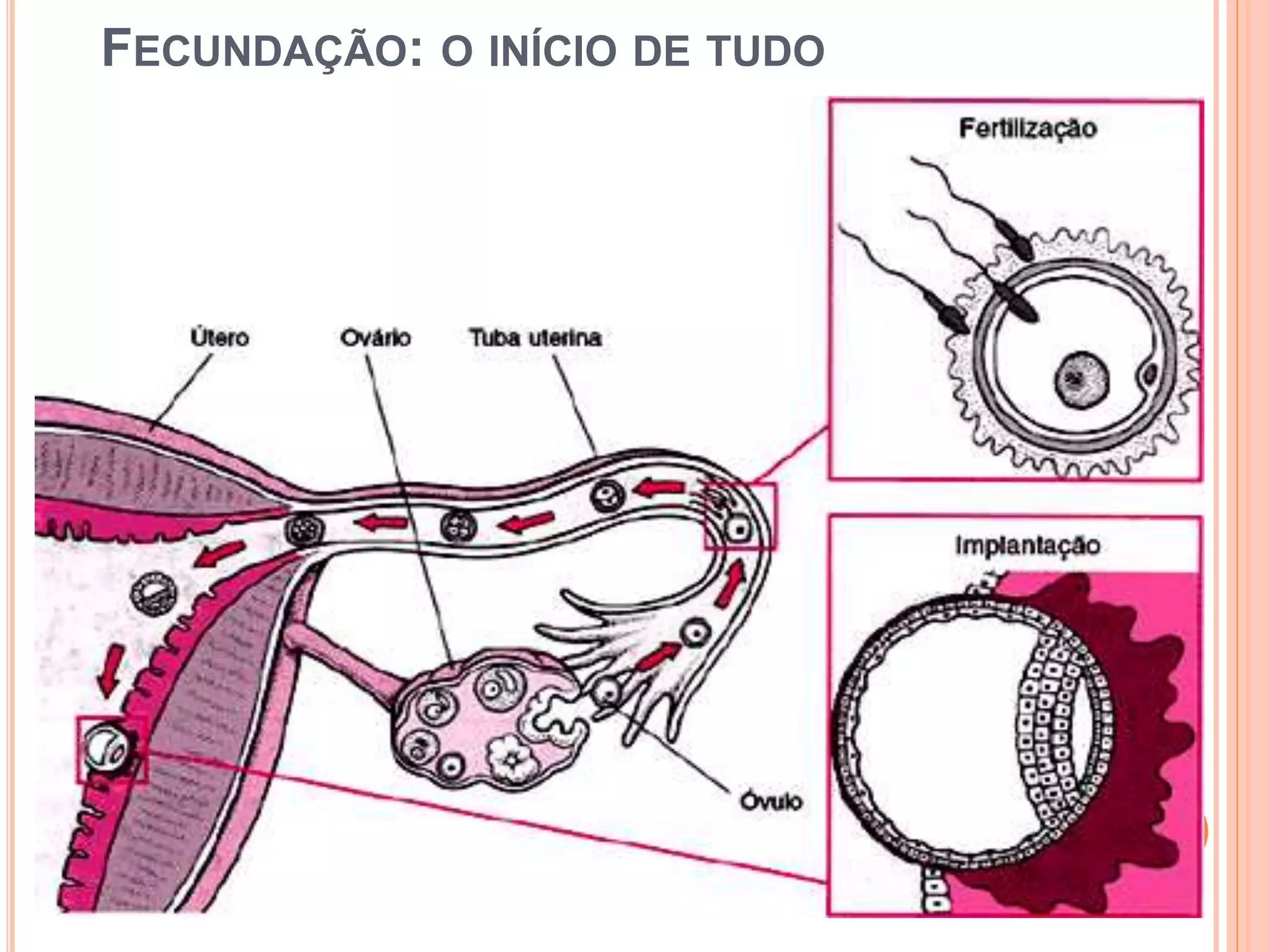 FECUNDAÇÃO: O INÍCIO DE TUDO
 