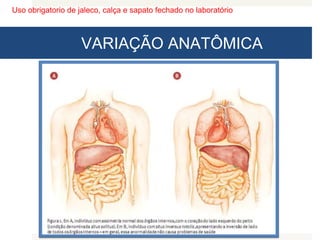 Uso obrigatorio de jaleco, calça e sapato fechado no laboratório
VARIAÇÃO ANATÔMICA
 