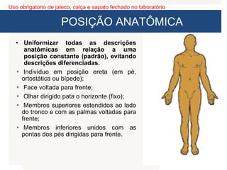 Uso obrigatorio de jaleco, calça e sapato fechado no laboratório
POSIÇÃO ANATÔMICA
• Uniformizar todas as descrições
anatômicas em relação a uma
posição constante (padrão), evitando
descrições diferenciadas.
• Indivíduo em posição ereta (em pé,
ortostática ou bípede);
• Face voltada para frente;
• Olhar dirigido pata o horizonte (fixo);
• Membros superiores estendidos ao lado
do tronco e com as palmas voltadas para
frente;
• Membros inferiores unidos com as
pontas dos pés dirigidas para frente.
 