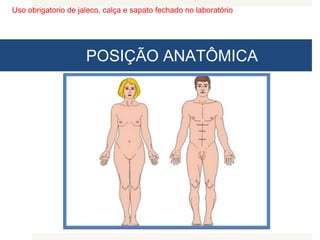 Uso obrigatorio de jaleco, calça e sapato fechado no laboratório
POSIÇÃO ANATÔMICA
 