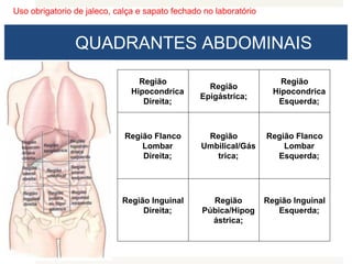Uso obrigatorio de jaleco, calça e sapato fechado no laboratório
QUADRANTES ABDOMINAIS
Região
Hipocondrica
Direita;
Região
Epigástrica;
Região
Hipocondrica
Esquerda;
Região Flanco
Lombar
Direita;
Região
Umbilical/Gás
trica;
Região Flanco
Lombar
Esquerda;
Região Inguinal
Direita;
Região
Púbica/Hipog
ástrica;
Região Inguinal
Esquerda;
 