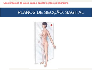 Uso obrigatorio de jaleco, calça e sapato fechado no laboratório
PLANOS DE SECÇÃO: SAGITAL
 