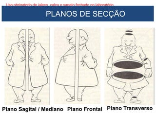 Uso obrigatorio de jaleco, calça e sapato fechado no laboratório
Plano Sagital / Mediano Plano Frontal Plano Transverso
PLANOS DE SECÇÃO
 