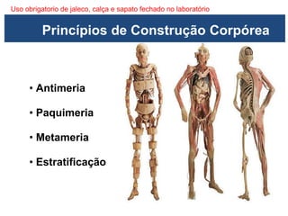 Uso obrigatorio de jaleco, calça e sapato fechado no laboratório
• Antimeria
• Paquimeria
• Metameria
• Estratificação
Princípios de Construção Corpórea
 