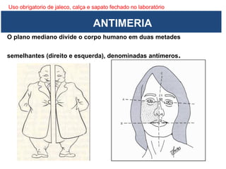 Uso obrigatorio de jaleco, calça e sapato fechado no laboratório
O plano mediano divide o corpo humano em duas metades
semelhantes (direito e esquerda), denominadas antímeros.
ANTIMERIA
 