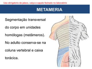 Uso obrigatorio de jaleco, calça e sapato fechado no laboratório
Segmentação transversal
do corpo em unidades
homólogas (metâmeros).
No adulto conserva-se na
coluna vertebral e caixa
torácica.
METAMERIA
 