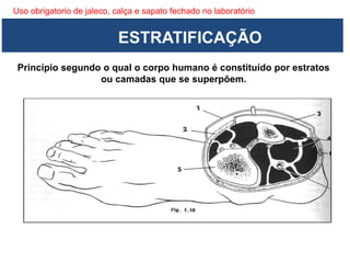 Uso obrigatorio de jaleco, calça e sapato fechado no laboratório
Princípio segundo o qual o corpo humano é constituído por estratos
ou camadas que se superpõem.
ESTRATIFICAÇÃO
 