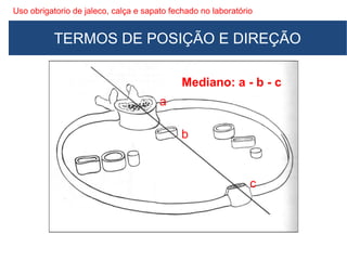 Uso obrigatorio de jaleco, calça e sapato fechado no laboratório
Mediano: a - b - c
a
b
c
TERMOS DE POSIÇÃO E DIREÇÃO
 