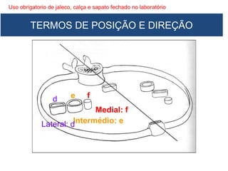 Uso obrigatorio de jaleco, calça e sapato fechado no laboratório
Medial: f
Intermédio: eLateral: d
fed
TERMOS DE POSIÇÃO E DIREÇÃO
 