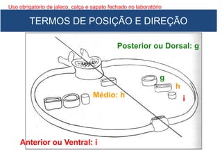 Uso obrigatorio de jaleco, calça e sapato fechado no laboratório
Posterior ou Dorsal: g
Médio: h
Anterior ou Ventral: i
g
h
i
TERMOS DE POSIÇÃO E DIREÇÃO
 