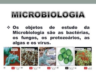  Os objetos de estudo da
Microbiologia são as bactérias,
os fungos, os protozoários, as
algas e os vírus.
 