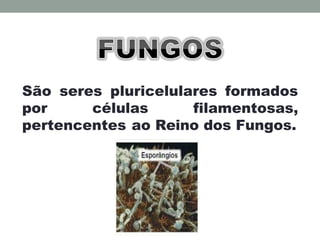 São seres pluricelulares formados
por células filamentosas,
pertencentes ao Reino dos Fungos.
 