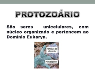 São seres unicelulares, com
núcleo organizado e pertencem ao
Domínio Eukarya.
 