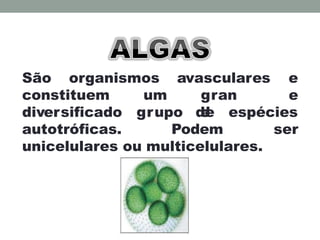 avasculares e
São organismos
constituem um gran
d
e
diversificado grupo d
e
e espécies
ser
autotróficas. Podem
unicelulares ou multicelulares.
 