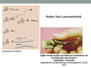 Anton Van Leeuwenhoek
 