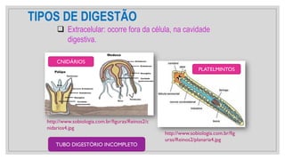 TIPOS DE DIGESTÃO
❑ Extracelular: ocorre fora da célula, na cavidade
digestiva.
http://www.sobiologia.com.br/figuras/Reinos2/c
nidarios4.jpg
CNIDÁRIOS
PLATELMINTOS
http://www.sobiologia.com.br/fig
uras/Reinos2/planaria4.jpg
TUBO DIGESTÓRIO INCOMPLETO
 