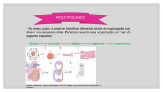 ◦ No nosso corpo, é possível identificar diferentes níveis de organização que
atuam nos processos vitais. Podemos resumir essa organização por meio do
seguinte esquema:
RECAPITULANDO
✓Células -------> a tecidos -------> a órgãos -------> a sistemas -------> a organismo
Imagem: Anatomical Levels of Organization/ Jill D.B./ Creative Commons Attribution-Share Alike 3.0
Unported
 