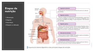 Etapas da
nutrição
◦ 1.Alimentação
◦ 2.Digestão
◦ 3.Assimilação
◦ 4.Dejeção ou defecação
 