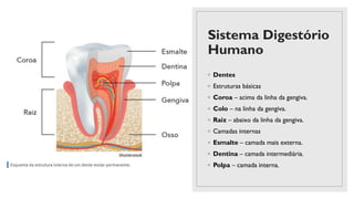 Sistema Digestório
Humano
◦ Dentes
◦ Estruturas básicas
◦ Coroa – acima da linha da gengiva.
◦ Colo – na linha da gengiva.
◦ Raiz – abaixo da linha da gengiva.
◦ Camadas internas
◦ Esmalte – camada mais externa.
◦ Dentina – camada intermediária.
◦ Polpa – camada interna.
 