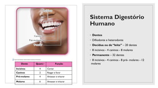 Sistema Digestório
Humano
◦ Dentes
◦ Difiodonte e heterodonte
◦ Decídua ou de “leite” – 20 dentes
◦ 8 incisivos - 4 caninos - 8 molares
◦ Permanente – 32 dentes
◦ 8 incisivos - 4 caninos - 8 pré- molares - 12
molares
Dente Quant.* Função
Incisivos 4 Cortar
Caninos 2 Rasgar e furar
Pré-molares 4 Amassar e triturar
Molares 6 Amassar e triturar
 