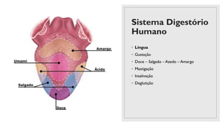 Sistema Digestório
Humano
◦ Língua
◦ Gustação
◦ Doce – Salgado – Azedo – Amargo
◦ Mastigação
◦ Insalivação
◦ Deglutição
 