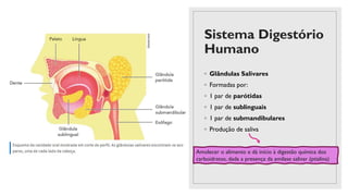 Sistema Digestório
Humano
◦ Glândulas Salivares
◦ Formadas por:
◦ 1 par de parótidas
◦ 1 par de sublinguais
◦ 1 par de submandibulares
◦ Produção de saliva
Amolecer o alimento e dá início à digestão química dos
carboidratos, dada a presença da amilase salivar (ptialina)
 