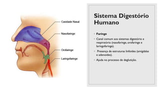 Sistema Digestório
Humano
◦ Faringe
◦ Canal comum aos sistemas digestório e
respiratório (nasofaringe, orofaringe e
laringofaringe).
◦ Presença de estruturas linfoides (amígdalas
e adenoides).
◦ Ajuda no processo de deglutição.
 