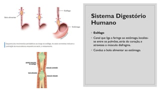 Sistema Digestório
Humano
◦ Esôfago
◦ Canal que liga a faringe ao estômago, localiza-
se entre os pulmões, atrás do coração, e
atravessa o músculo diafragma.
◦ Conduz o bolo alimentar ao estômago.
 
