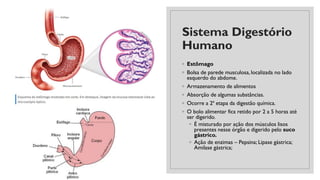 Sistema Digestório
Humano
◦ Estômago
◦ Bolsa de parede musculosa, localizada no lado
esquerdo do abdome.
◦ Armazenamento de alimentos
◦ Absorção de algumas substâncias.
◦ Ocorre a 2ª etapa da digestão química.
◦ O bolo alimentar fica retido por 2 a 5 horas até
ser digerido.
◦ É misturado por ação dos músculos lisos
presentes nesse órgão e digerido pelo suco
gástrico.
◦ Ação de enzimas – Pepsina; Lipase gástrica;
Amilase gástrica;
 