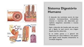 Sistema Digestório
Humano
◦ A absorção dos nutrientes ocorre de duas
maneiras: monossacarídeos, aminoácidos,
minerais e vitaminas são absorvidos por
capilares sanguíneos associados à mucosa
intestinal.
◦ Após a absorção, são levados pela veia porta
até o fígado, no qual ocorre uma triagem
daquilo que fora absorvido.
◦ Já os ácidos graxos e o glicerol são
absorvidos por vasos linfáticos e não passam
pelo fígado, sendo lançados diretamente na
circulação sanguínea.
 