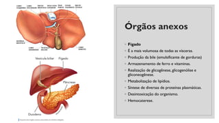 Órgãos anexos
◦ Fígado
◦ É a mais volumosa de todas as vísceras.
◦ Produção da bile (emulsificante de gorduras)
◦ Armazenamento de ferro e vitaminas.
◦ Realização de glicogênese, glicogenólise e
gliconeogênese.
◦ Metabolização de lipídios.
◦ Síntese de diversas de proteínas plasmáticas.
◦ Desintoxicação do organismo.
◦ Hemocaterese.
 