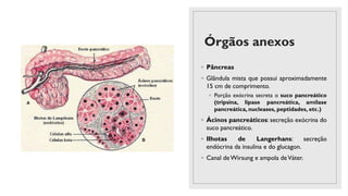Órgãos anexos
◦ Pâncreas
◦ Glândula mista que possui aproximadamente
15 cm de comprimento.
◦ Porção exócrina secreta o suco pancreático
(tripsina, lipase pancreática, amilase
pancreática, nucleases, peptidades, etc.)
◦ Ácinos pancreáticos: secreção exócrina do
suco pancreático.
◦ Ilhotas de Langerhans: secreção
endócrina da insulina e do glucagon.
◦ Canal de Wirsung e ampola deVáter.
 