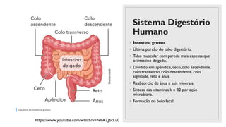 Sistema Digestório
Humano
◦ Intestino grosso
◦ Última porção do tubo digestório.
◦ Tubo muscular com parede mais espessa que
o intestino delgado.
◦ Dividido em: apêndice, ceco, colo ascendente,
colo transverso, colo descendente, colo
sigmoide, reto e ânus.
◦ Reabsorção de água e sais minerais.
◦ Síntese das vitaminas k e B2 por ação
microbiana.
◦ Formação do bolo fecal.
https://www.youtube.com/watch?v=NItAZJbcLu0
 
