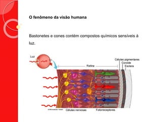 O fenômeno da visão humana
Bastonetes e cones contém compostos químicos sensíveis à
luz.
 