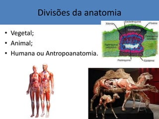 Divisões da anatomia
• Vegetal;
• Animal;
• Humana ou Antropoanatomia.
 