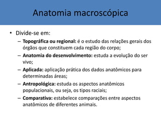 Anatomia macroscópica
• Divide-se em:
– Topográfica ou regional: é o estudo das relações gerais dos
órgãos que constituem cada região do corpo;
– Anatomia do desenvolvimento: estuda a evolução do ser
vivo;
– Aplicada: aplicação prática dos dados anatômicos para
determinadas áreas;
– Antropológica: estuda os aspectos anatômicos
populacionais, ou seja, os tipos raciais;
– Comparativa: estabelece comparações entre aspectos
anatômicos de diferentes animais.
 